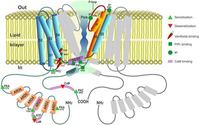 Beyond Neuronal Heat Sensing: Diversity of TRPV1 Heat-Capsaicin Receptor-Channel Functions